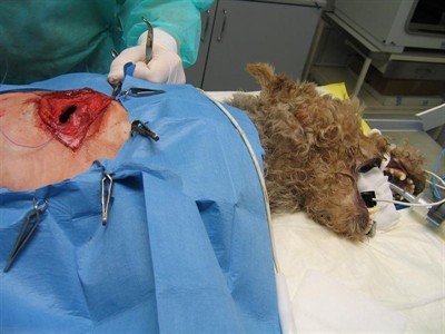 Operace pneumotoraxu psa potrhaného divokým prasetem