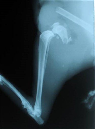 Osteosyntéza zlomeniny stehenní kosti u kočky