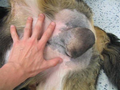 Patologicky změněné varle bernského salašnického psa