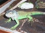 Iguana iguana (Leguán zelený)