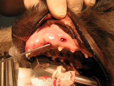 Periapikální absces mléčných špičáků u štěněte vlkodava