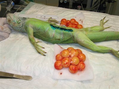 Odstranění neovulovaných folikulů leguána (Iguana iguana)