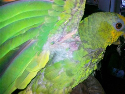 Zlomené křídlo amazoňana Huberta (Amazona amazonica)